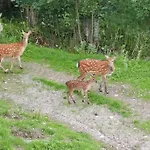 Fliegenpilz